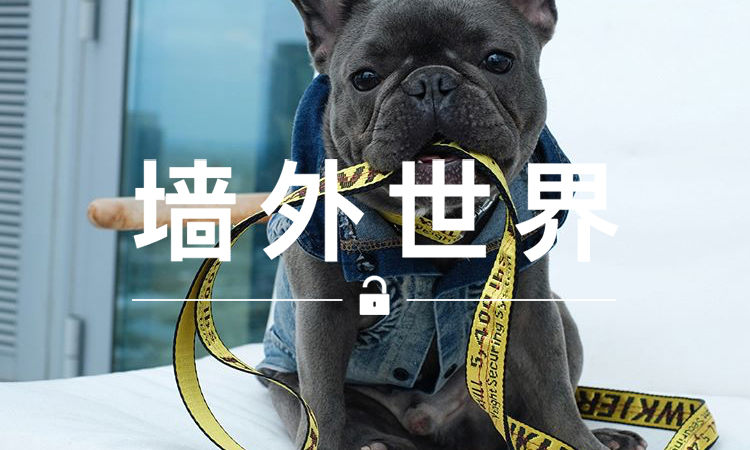 墙外世界 VOL.317 | 现在你的狗狗也能用上 OFF-WHITE 爆款腰带了