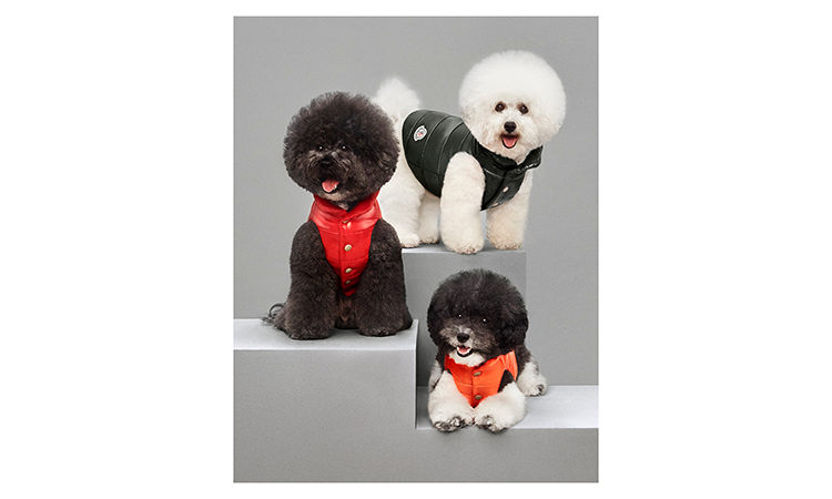 汪星人也要温暖过冬，MONCLER 推出 MONDOG 宠物系列