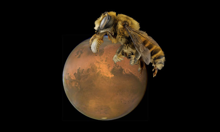 NASA 计划把机器人蜜蜂送到火星上