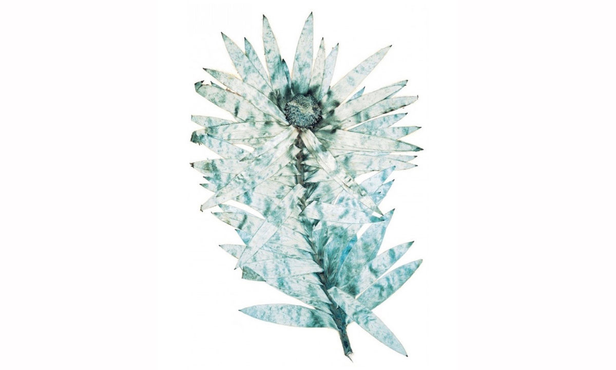 时尚摄影师 Nick Knight 日本初次个展即将展开