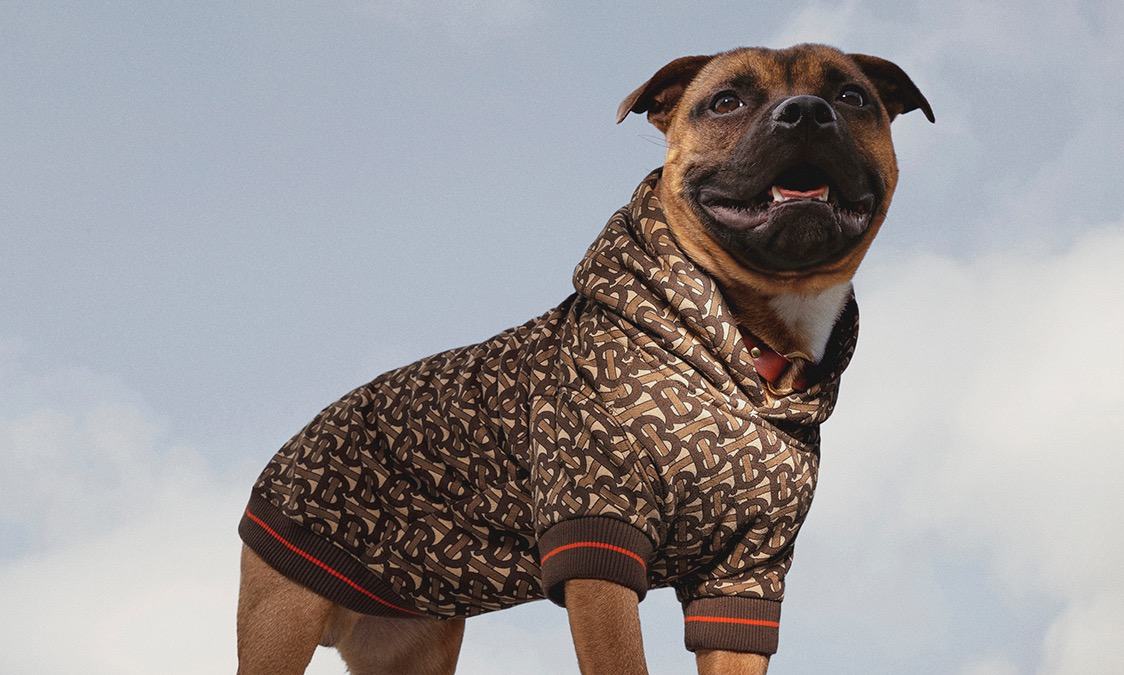 犬中贵族，Burberry 推出 B Series 宠物狗系列