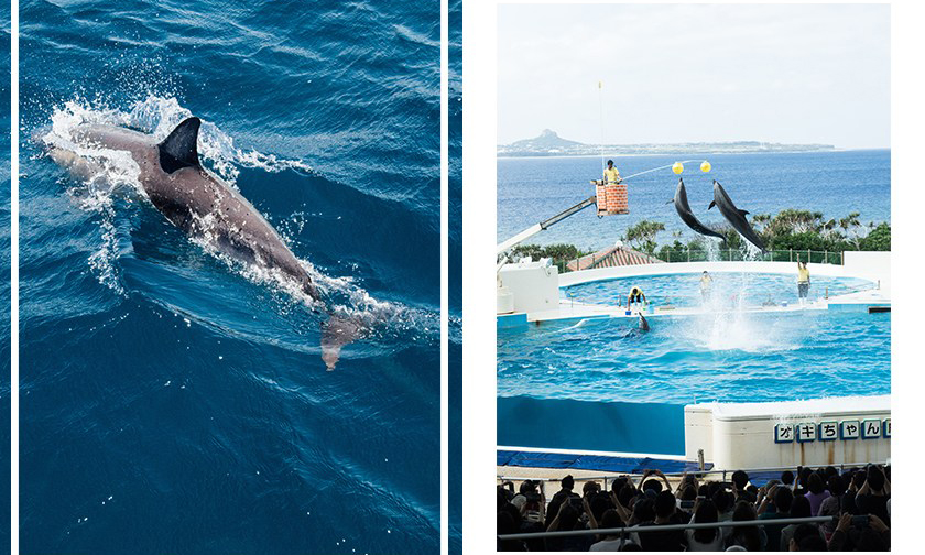 全球最大旅游平台 TripAdvisor 宣布停售圈养鲸豚的游乐设施门票