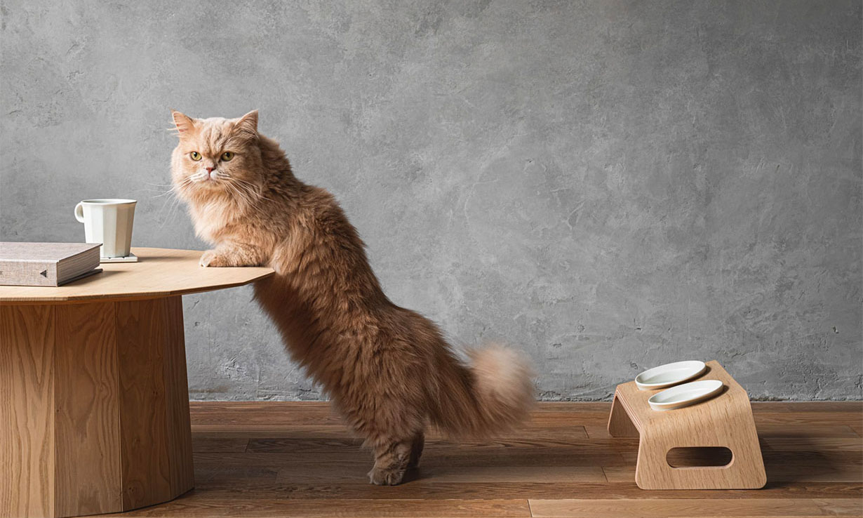 日本传统木制家具品牌 Karimoku Furniture 推出「猫餐桌」