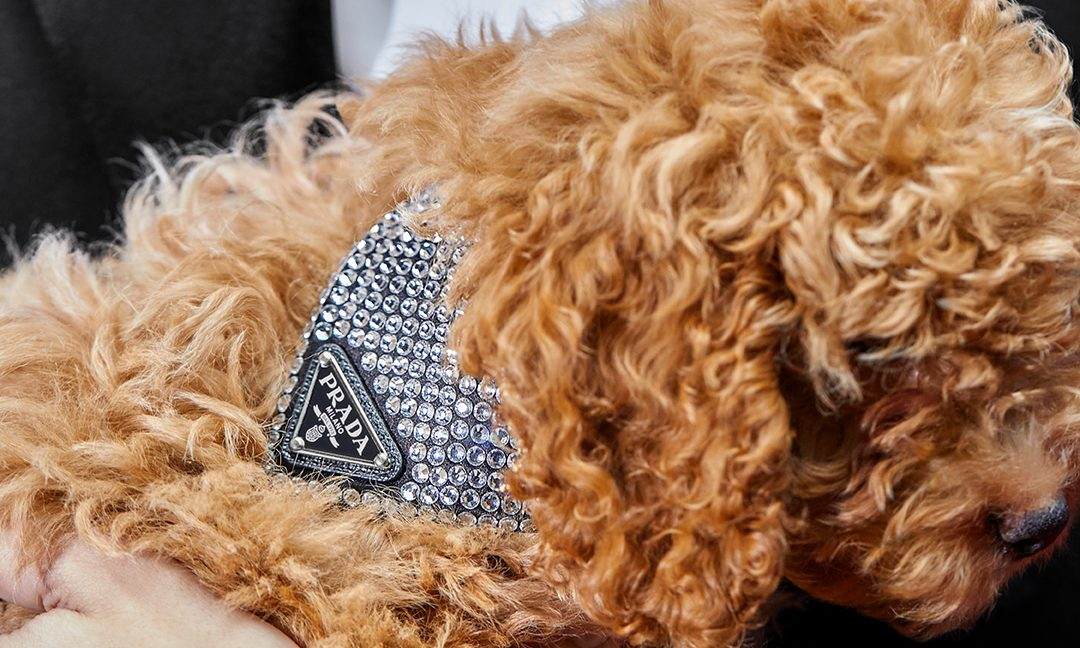 犬中贵族？PRADA 推出水晶宠物项圈