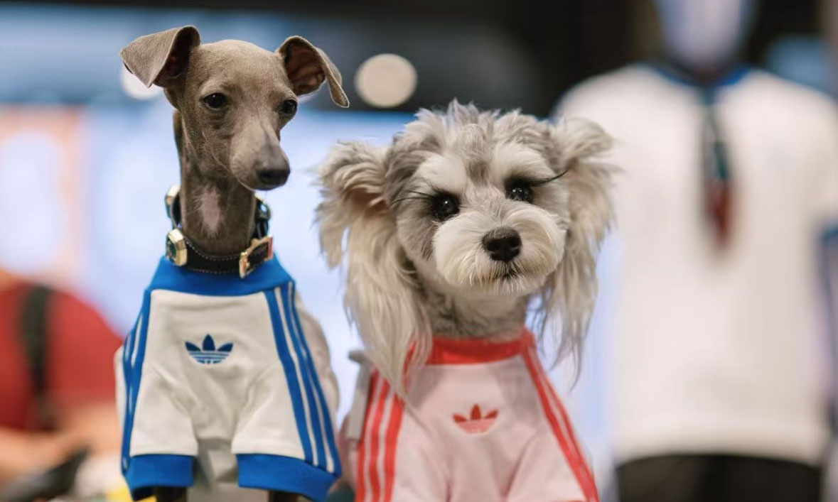 宠物服饰成为 adidas 最近被抢购的爆品…