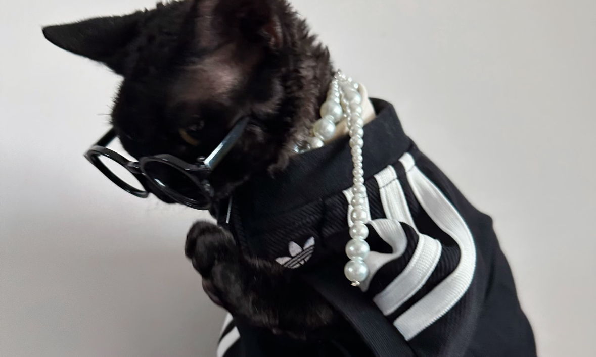 「猫猫狗狗」的 adidas 搭配纯享版…
