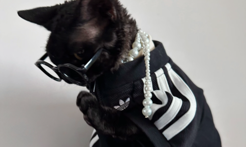 「猫猫狗狗」的 adidas 搭配纯享版…