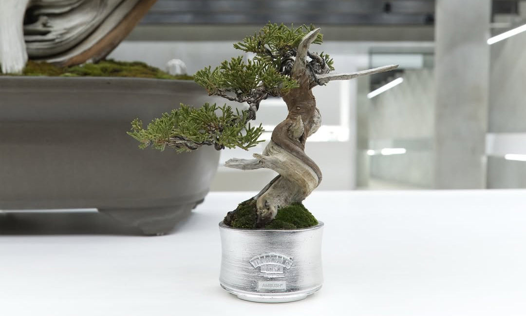 AMBUSH 携手 TRADMAN’S BONSAI 打造实验性盆栽