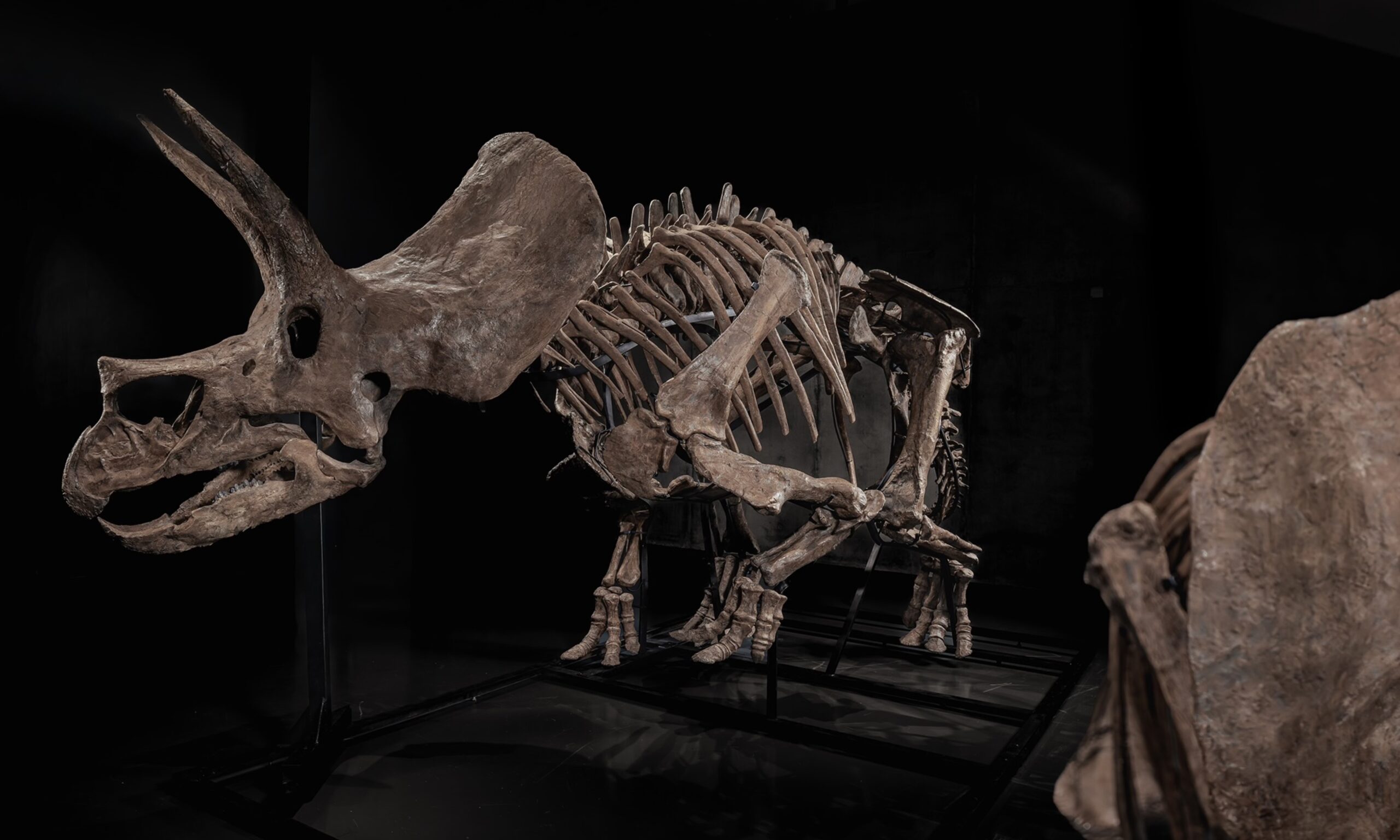 JOOPITER 拍卖三角龙骨架