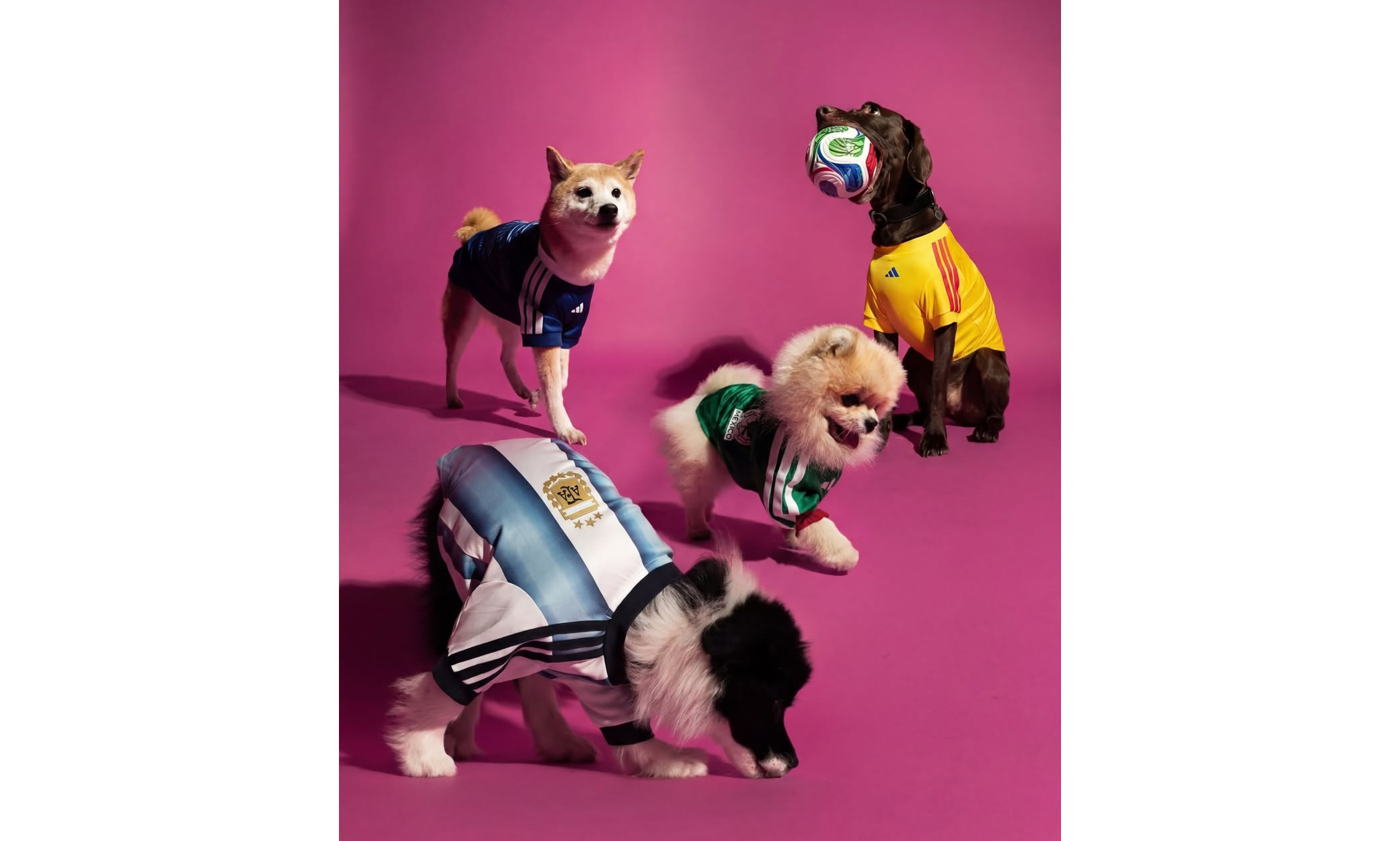 adidas 发布 2026 年世界杯主题宠物系列